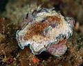   Nudibranch  